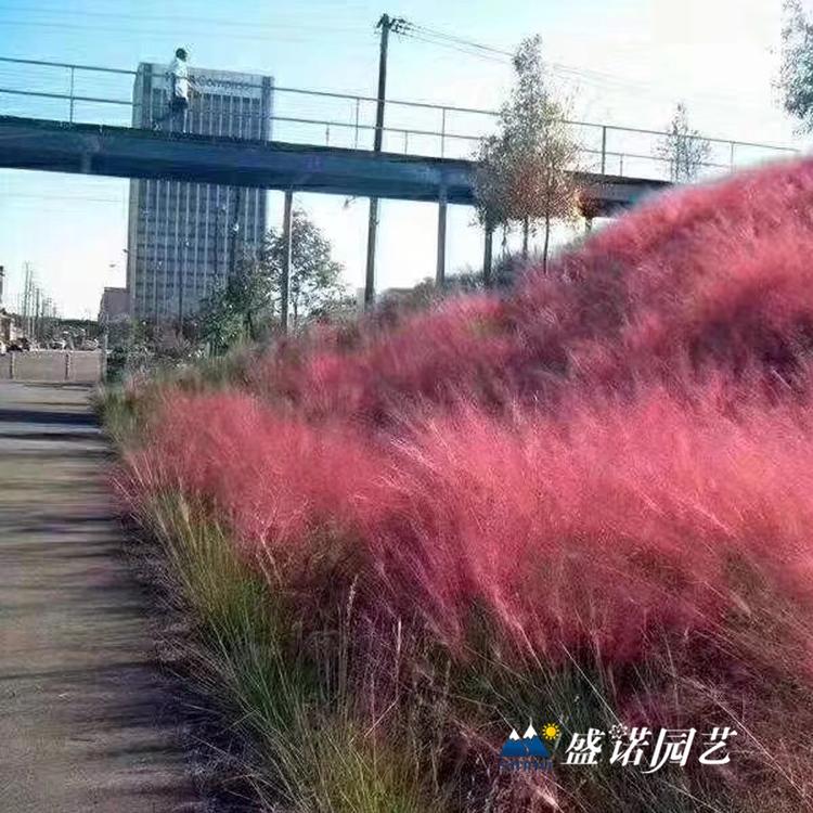 粉黛乱子草苗 种苗批发报价