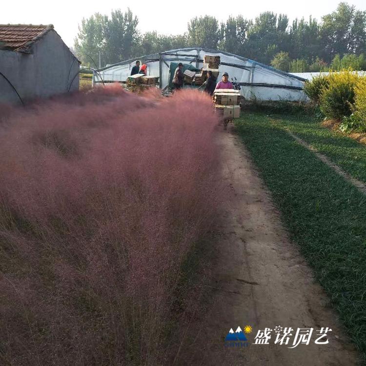 暖季型观赏草 画眉草苗 小苗 粉黛苗 种苗 基地处理