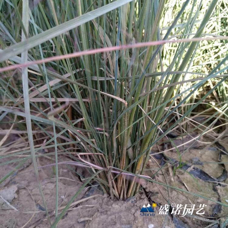 暖季型观赏草 画眉草苗 小苗 粉黛苗 种苗 地栽盆栽