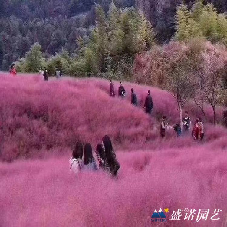暖季型观赏草 画眉草苗 小苗 粉黛花苗 种苗 地栽盆栽