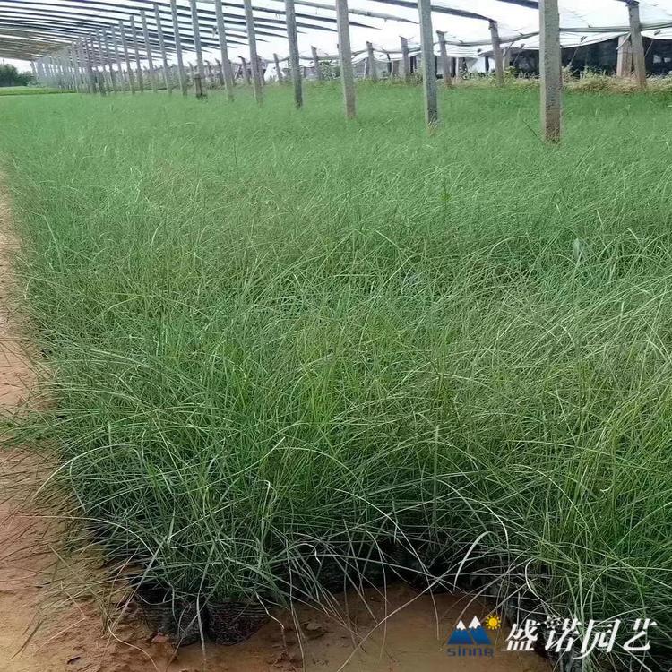 暖季型观赏草 乱子草苗 小苗 粉色草花苗 种苗 价格优惠
