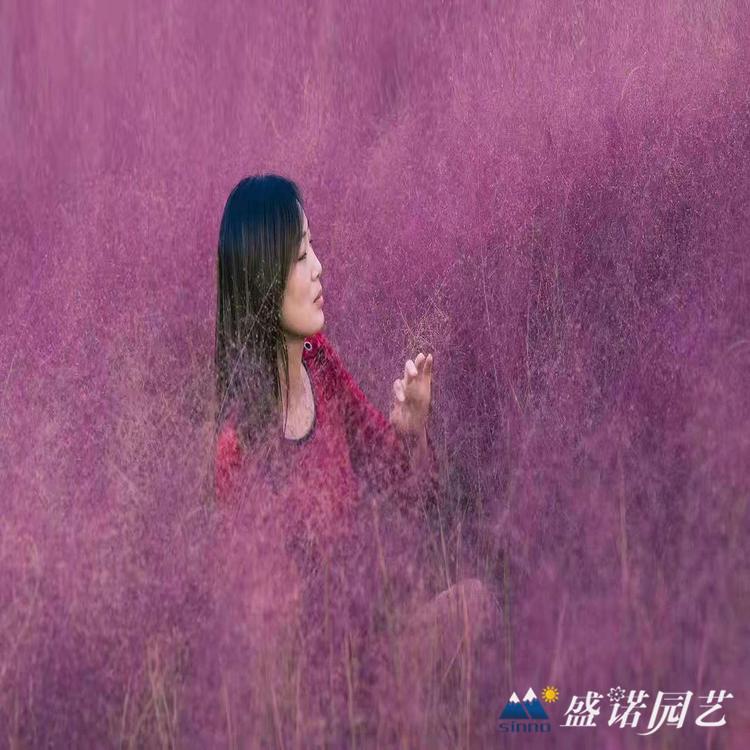 暖季型观赏草 毛芒乱子草苗 种苗 地栽盆栽