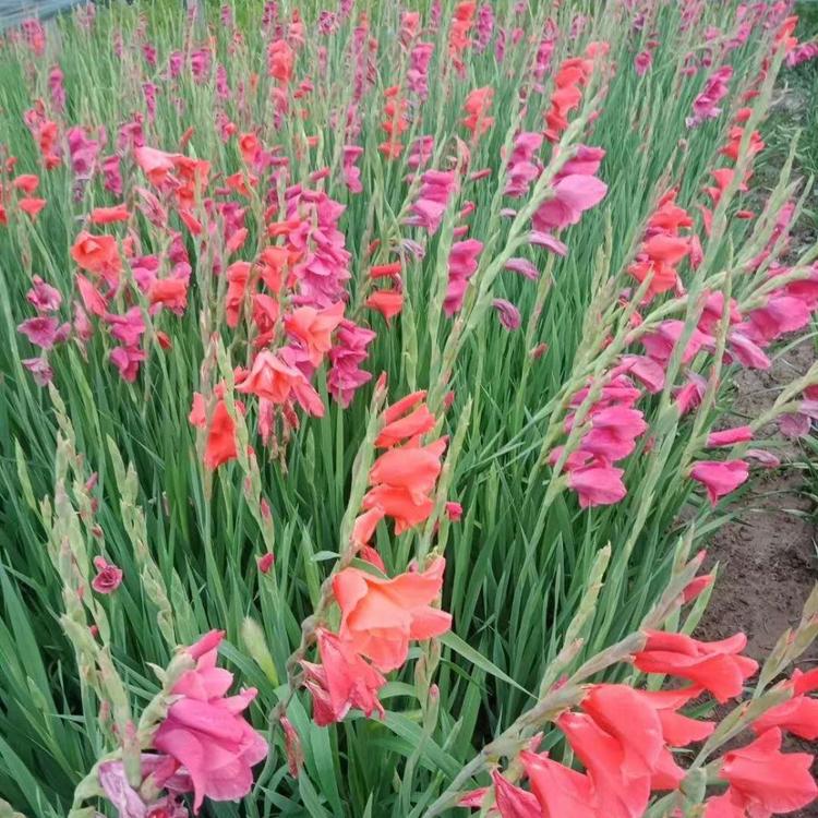 唐菖蒲基地 唐菖蒲价格 剑兰基地 剑兰价格