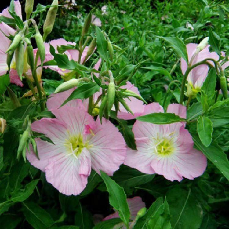 月见草种子批发 待宵草出芽率高夜来香花草种子 月见草 量大优惠