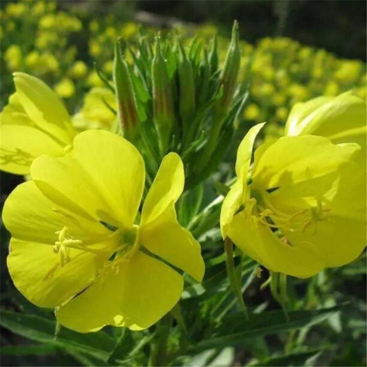 美丽月见草供应商 月见草价格 基地直销 行道工程绿化 庭院观花