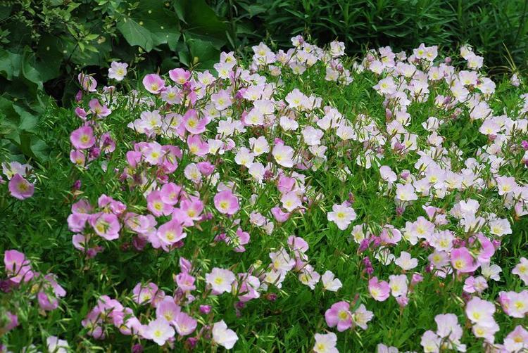 山东美丽月见草花海 花卉开花美丽月见草价格 月见草基地