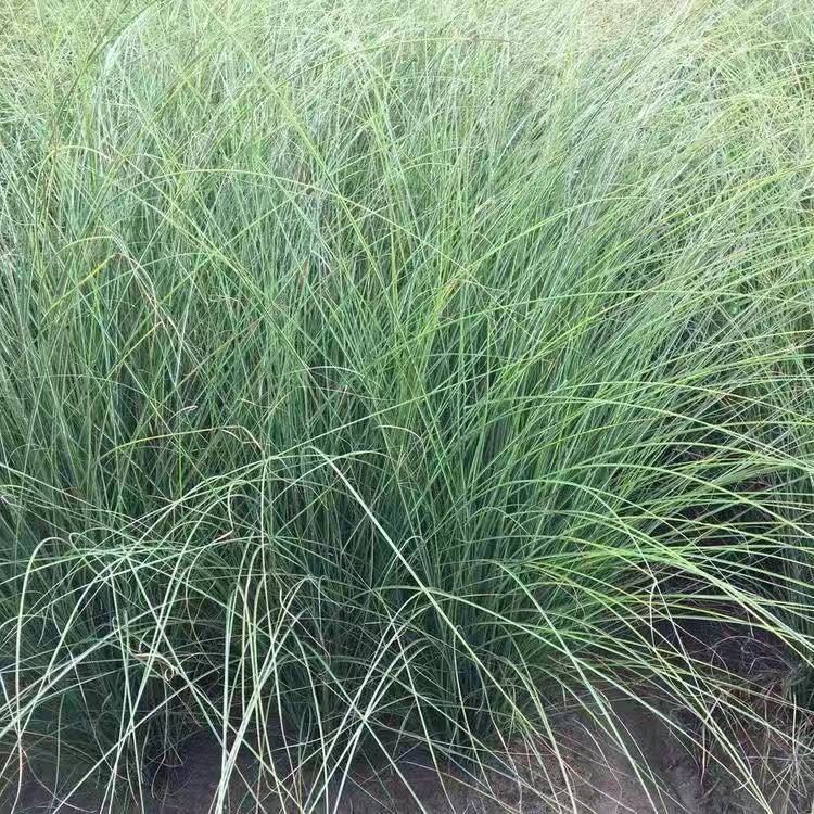 青州观赏植物细叶芒    优质细叶芒