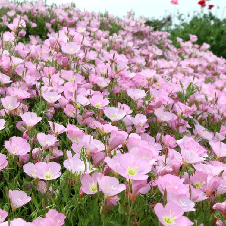 美丽月见草基地供应丨价格