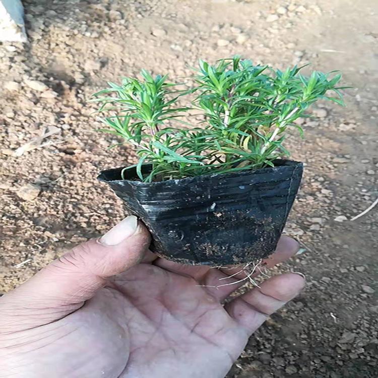 欧石竹批发    欧石竹小苗    欧石竹价格