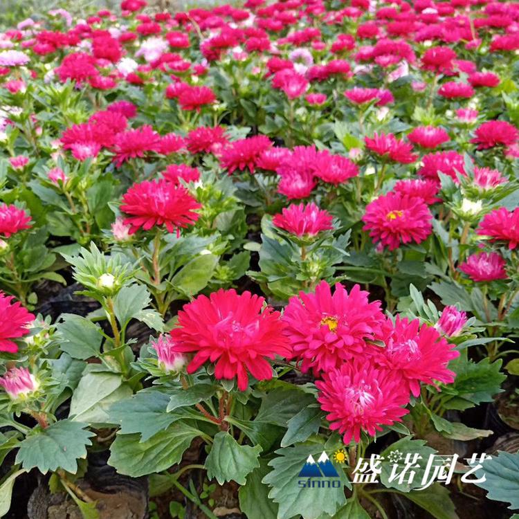 多年生草本 盆栽大丽花苗 大丽花小苗 进口地瓜花 大理花 地瓜花 基地处理