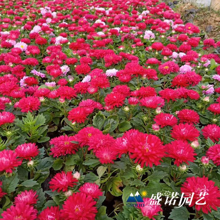 30多个品种 盆栽大丽花 小丽花 大丽菊花 细粉莲花  天竺牡丹 东洋菊 基地处理