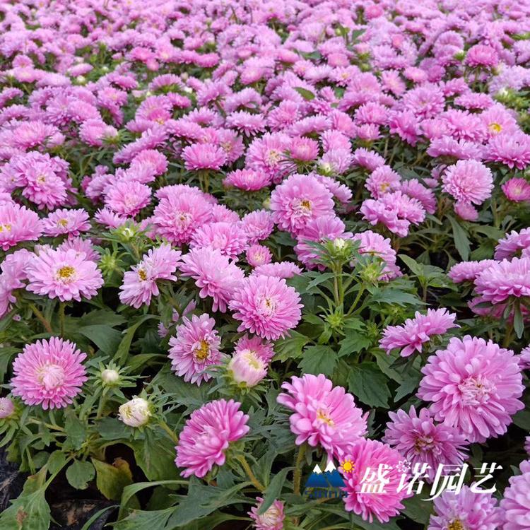 品种 种球 盆栽大丽花 小丽花 大丽菊花 细粉莲花  天竺牡丹 东洋菊 品种齐全