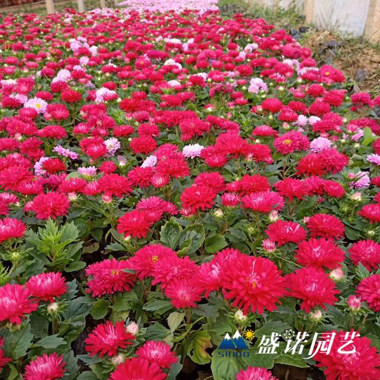 多年生草本 盆栽大丽花 小丽花 大丽菊花 细粉莲花  天竺牡丹 东洋菊 品种齐全