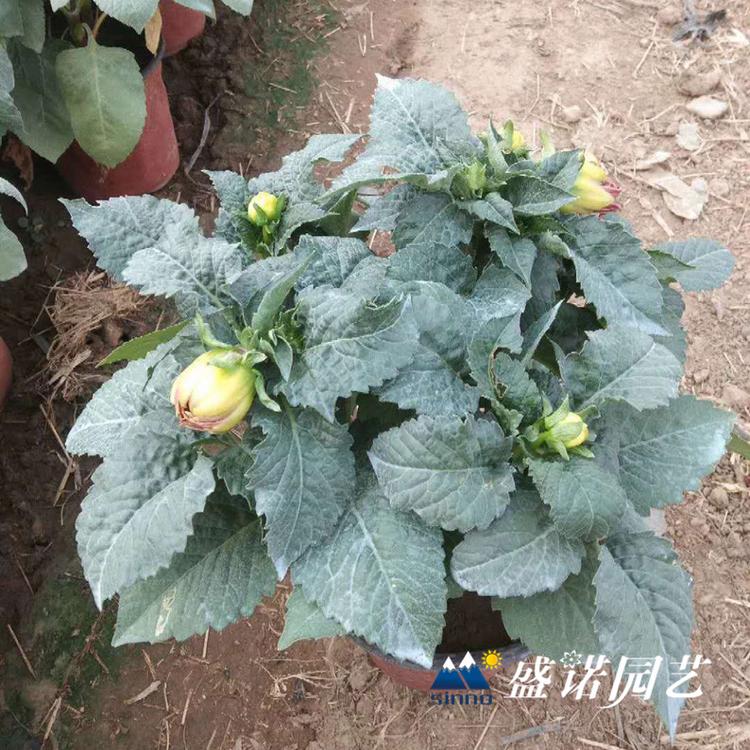 一代 盆栽大丽花 小丽花 大丽菊花 细粉莲花  天竺牡丹 东洋菊 品种齐全