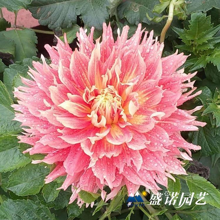 荷兰进口一代 盆栽大丽花苗 大丽花小苗 进口地瓜花 大理花 地瓜花 基地处理
