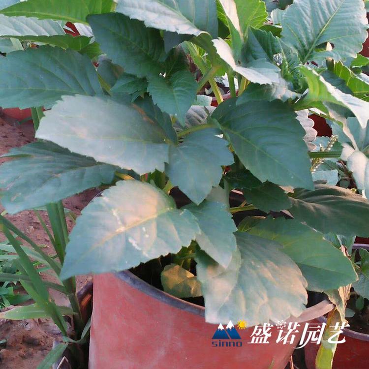 荷兰进口一代 盆栽大丽花苗 大丽花小苗 大丽花种苗 大丽花种球 价格优惠