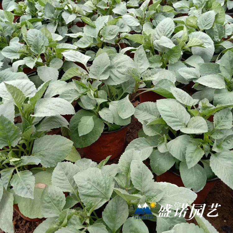 30多个品种 盆栽大丽花苗 大丽花小苗 大丽花种苗 大丽花种球 品种齐全