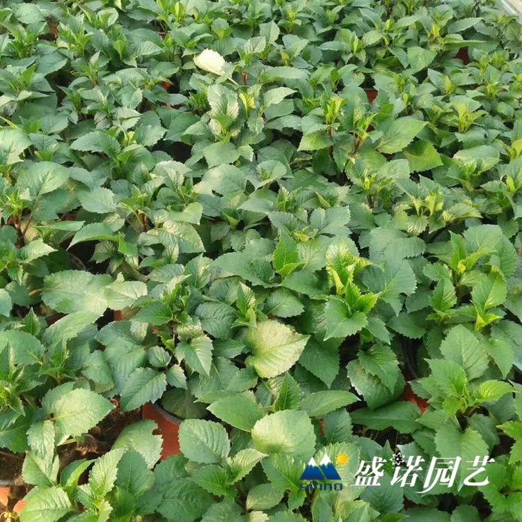 多年生草本 盆栽大丽花 小丽花 大丽菊花 细粉莲花  天竺牡丹 东洋菊 特价销售