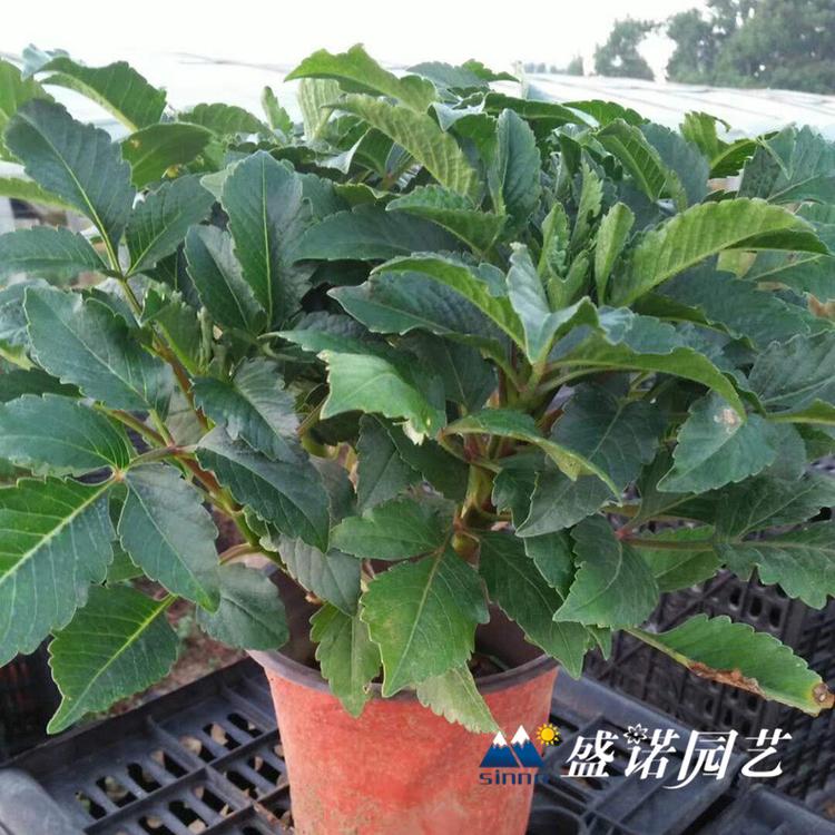 多年生草本 盆栽大丽花 小丽花 大丽菊花 细粉莲花  天竺牡丹 东洋菊 基地处理