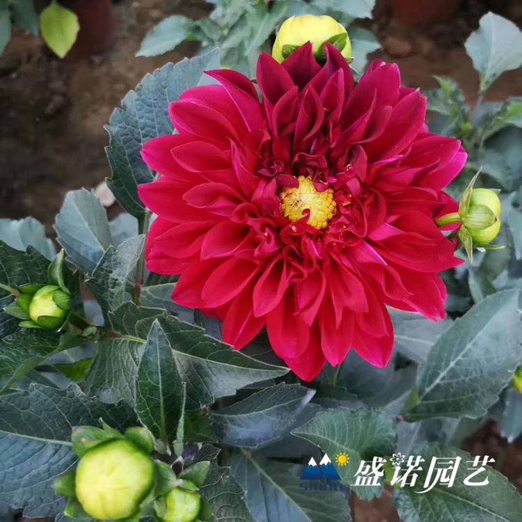 多年生草本 盆栽大丽花苗 大丽花小苗 进口地瓜花 大理花 地瓜花 品种齐全