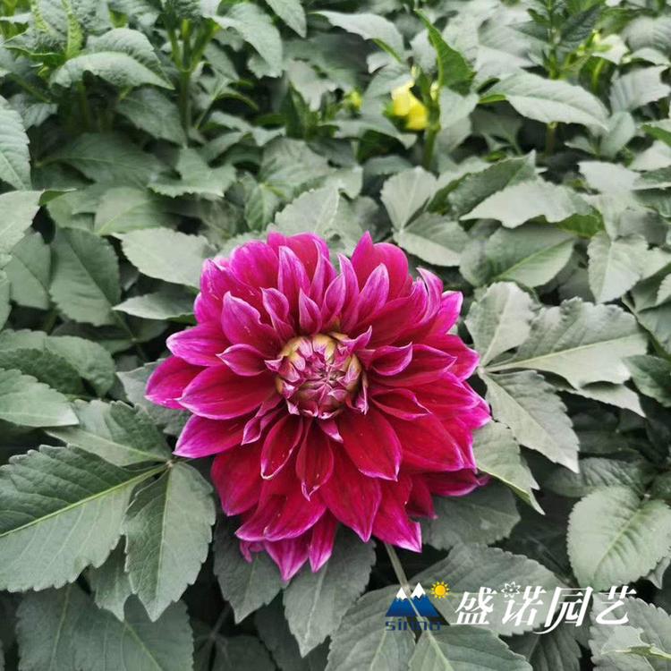 多年生草本 盆栽大丽花苗 大丽花小苗 进口地瓜花 大理花 地瓜花 价格优惠
