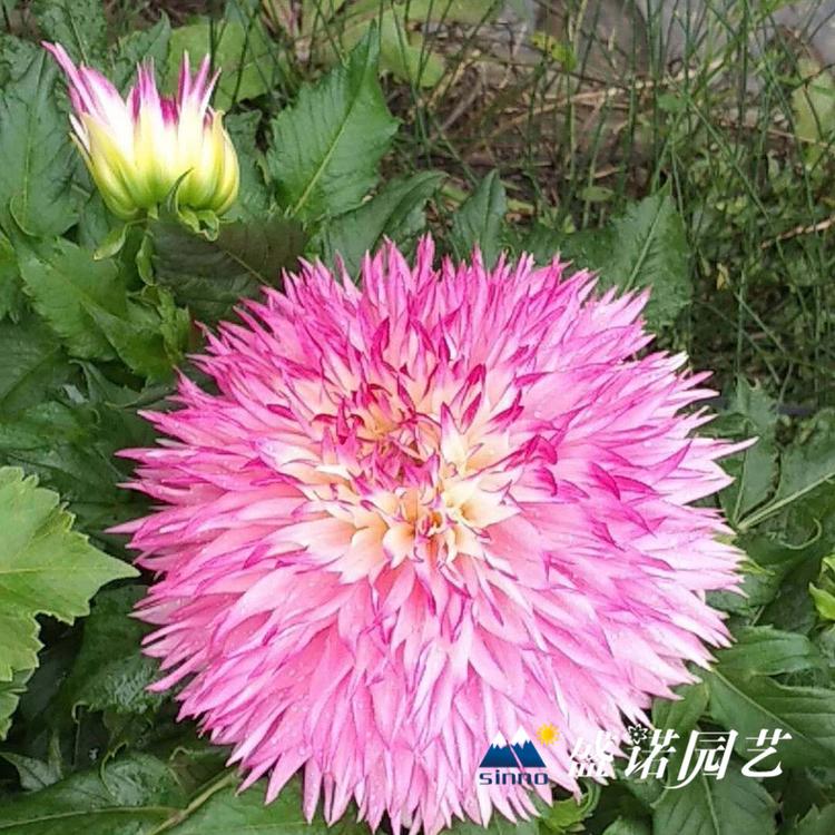 30多个品种 盆栽大丽花 小丽花 大丽菊花 细粉莲花  天竺牡丹 东洋菊 批发报价