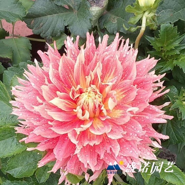 多年生草本 盆栽大丽花苗 大丽花小苗 大丽花种苗 大丽花种球 特价销售