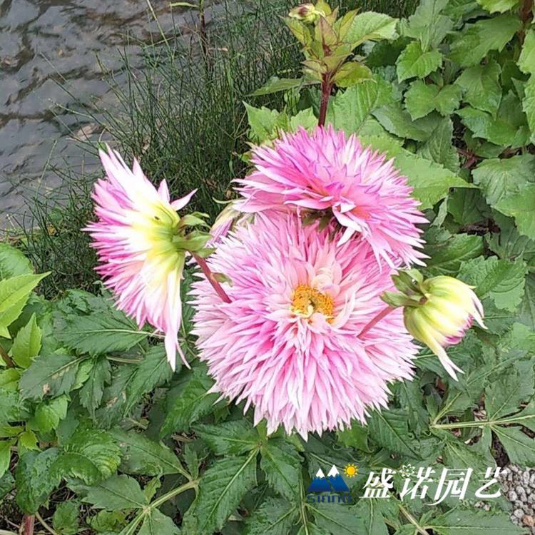 30多个品种 盆栽大丽花 小丽花 大丽菊花 细粉莲花  天竺牡丹 东洋菊 价格优惠