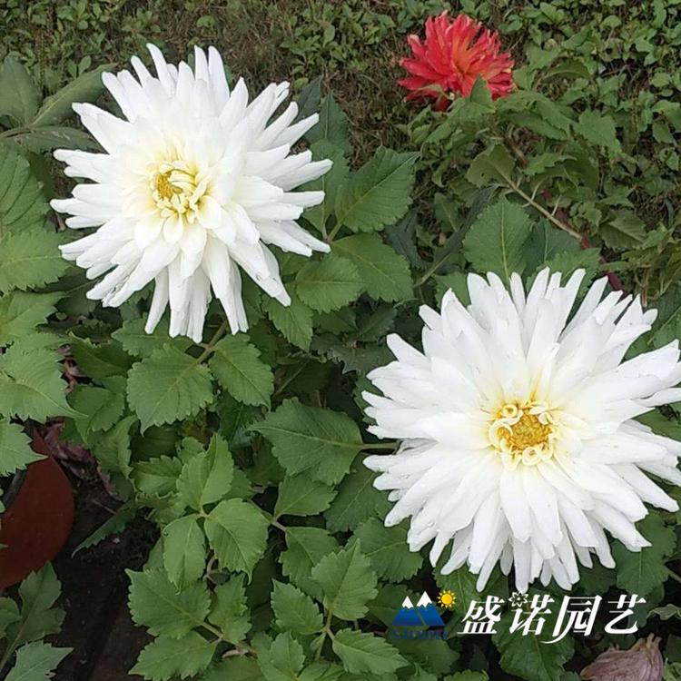 30多个品种 盆栽大丽花 小丽花 大丽菊花 细粉莲花  天竺牡丹 东洋菊 特价销售