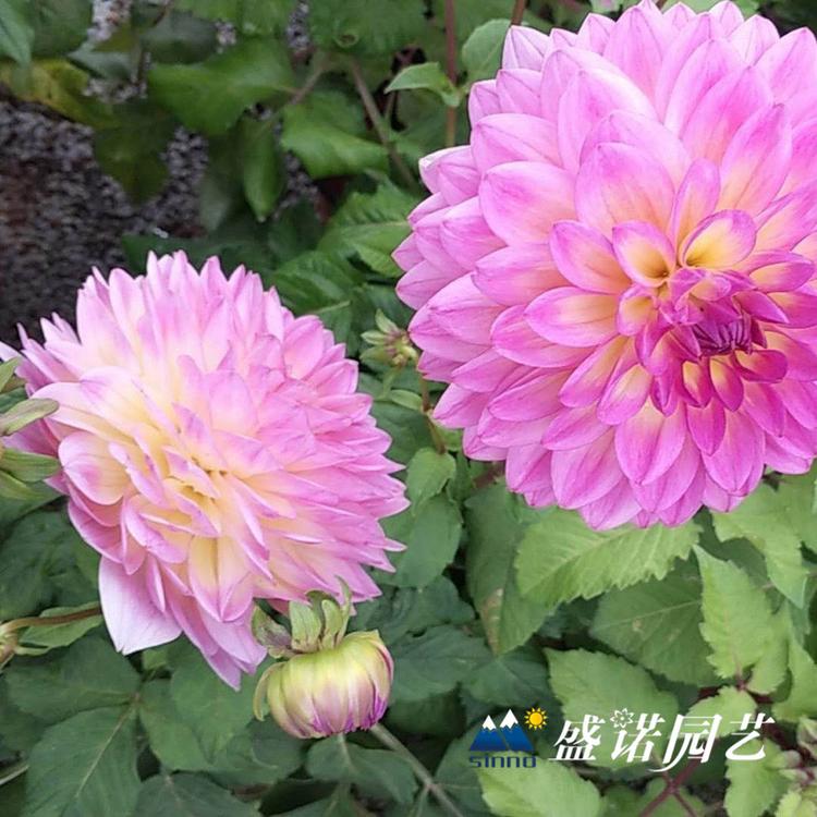 30多个品种 盆栽大丽花苗 大丽花小苗 大丽花种苗 大丽花种球 地栽盆栽