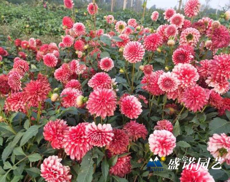 多年生草本 盆栽大丽花苗 大丽花小苗 大丽花种苗 大丽花种球 品种齐全