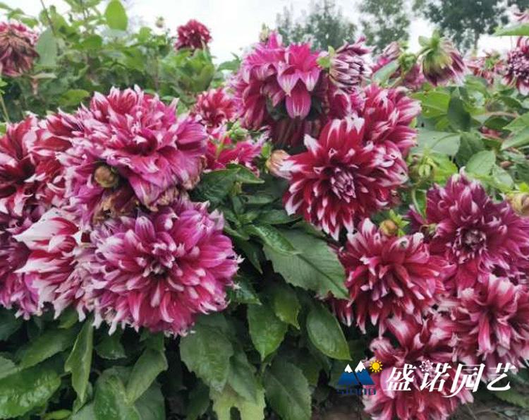 荷兰进口一代 盆栽大丽花苗 大丽花小苗 大丽花种苗 大丽花种球 品种齐全