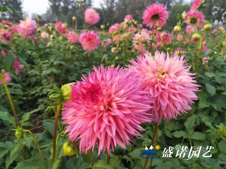 荷兰进口一代 盆栽大丽花 小丽花 大丽菊花 细粉莲花  天竺牡丹 东洋菊 价格优惠