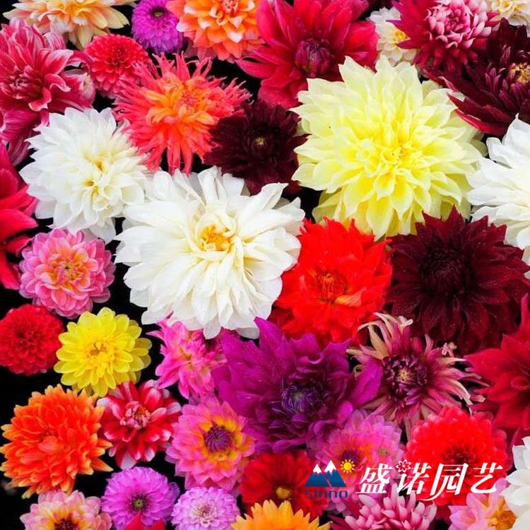 品种 种球 盆栽大丽花苗 大丽花小苗 进口地瓜花 大理花 地瓜花 批发报价