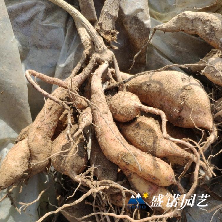 30多个品种 盆栽大丽花 小丽花 大丽菊花 细粉莲花  天竺牡丹 东洋菊 地栽盆栽