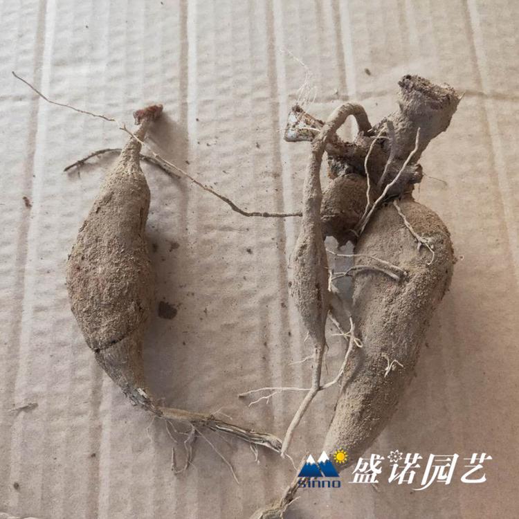 荷兰进口一代 盆栽大丽花苗 大丽花小苗 进口地瓜花 大理花 地瓜花 花卉基地