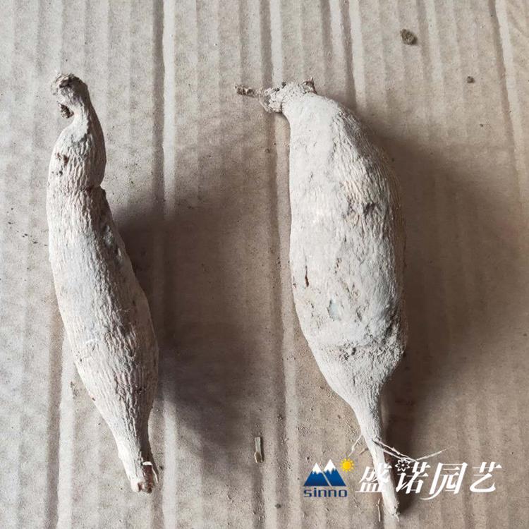 30多个品种 盆栽大丽花苗 大丽花小苗 进口地瓜花 大理花 地瓜花 基地处理