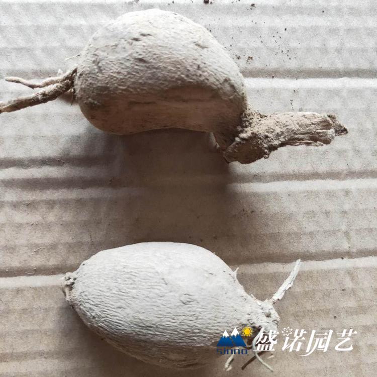 一代 盆栽大丽花苗 大丽花小苗 进口地瓜花 大理花 地瓜花 特价销售