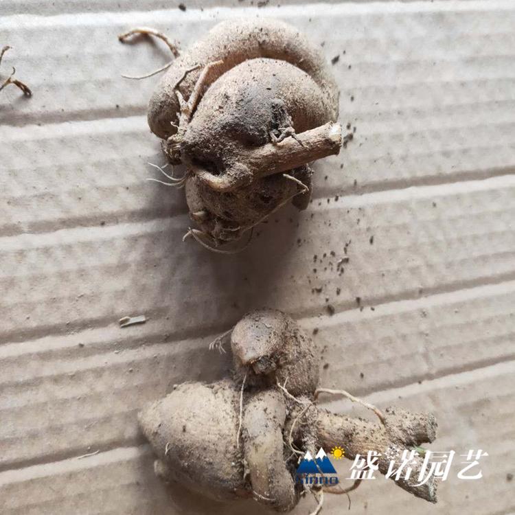 多年生草本 盆栽大丽花苗 大丽花小苗 进口地瓜花 大理花 地瓜花 地栽盆栽