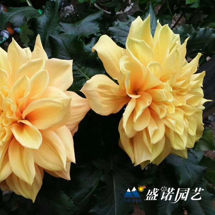 荷兰进口一代 盆栽大丽花苗 大丽花小苗 进口地瓜花 大理花 地瓜花 特价销售