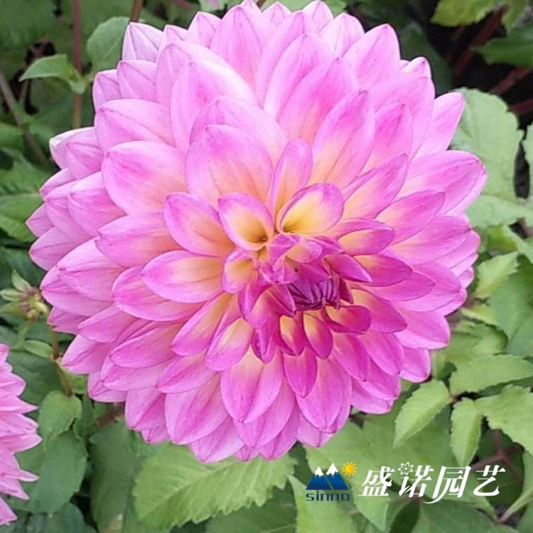 多年生草本 盆栽大丽花苗 大丽花小苗 进口地瓜花 大理花 地瓜花 特价销售