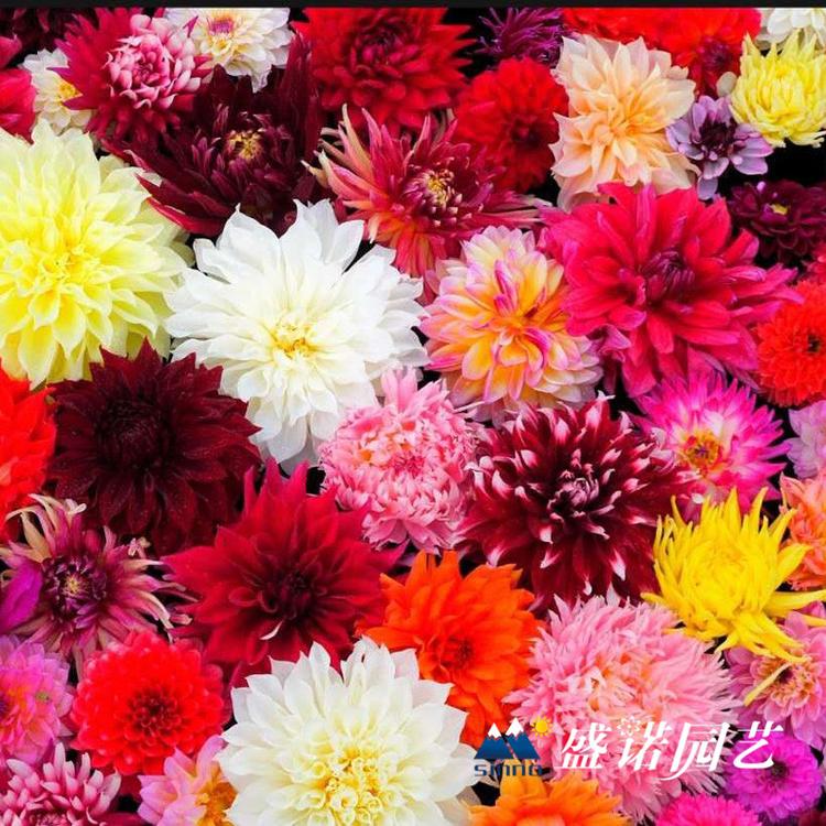 一代 盆栽大丽花苗 大丽花小苗 进口地瓜花 大理花 地瓜花 价格优惠