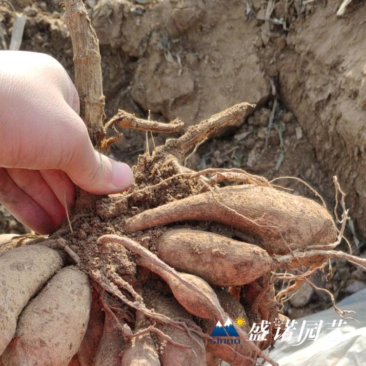30多个品种 盆栽大丽花苗 大丽花小苗 进口地瓜花 大理花 地瓜花 品种齐全