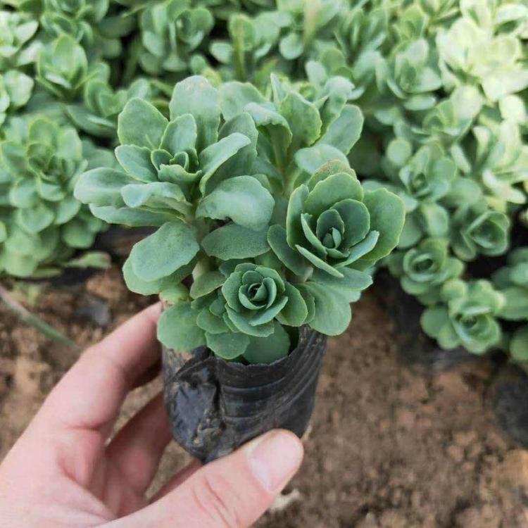 多牙八宝景天批发 八宝景天价格 量大从优