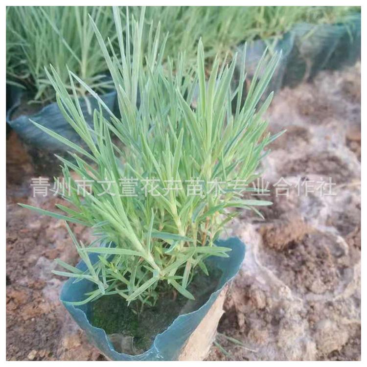 文萱欧石竹 欧石竹小苗 基地大量批发欧石竹