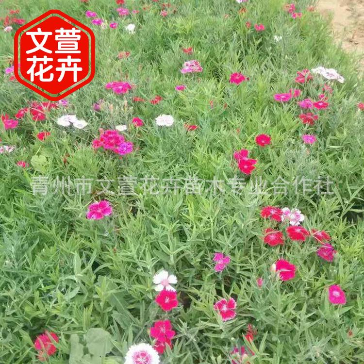 浙江盆栽欧石竹 多年生长开花欧石竹 欧石竹种植基地