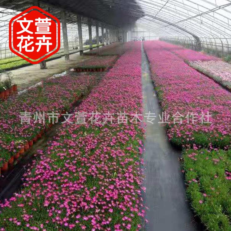 青州草花基地 地被花卉 欧石竹 彩虹石竹 盆栽 花海用花 绿化苗