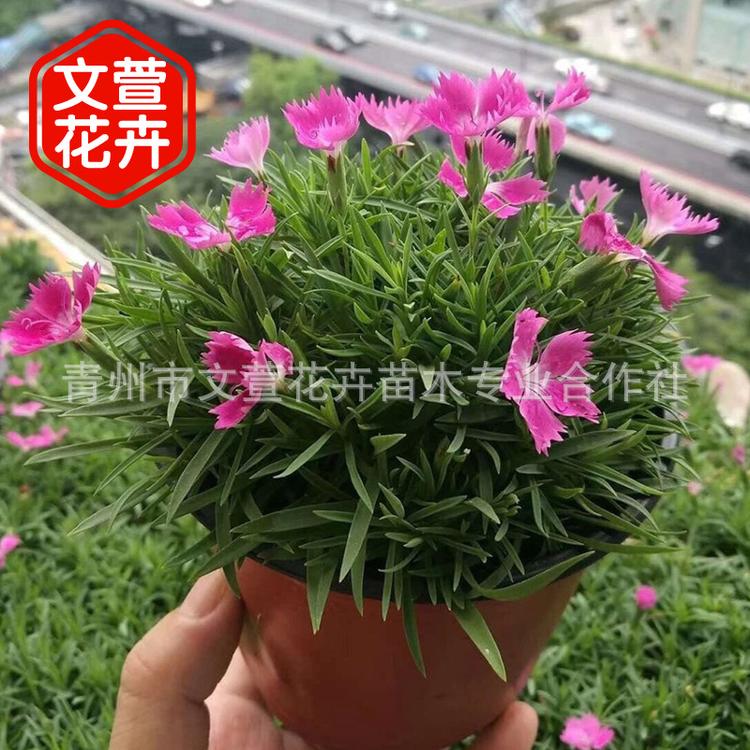 宿根花卉 欧石竹报价 广东欧石竹 价格优惠
