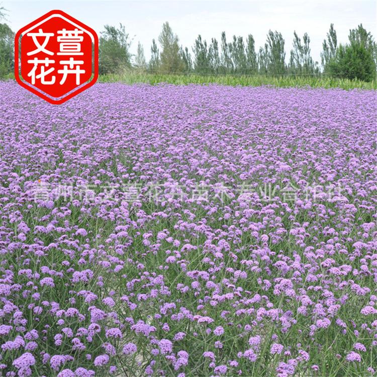 柳叶马鞭草种子批发 马鞭草小苗 马鞭草培育基地