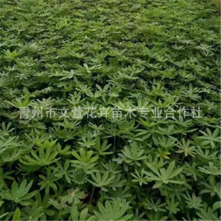 鲁冰花种植基地 鲁冰花盆栽 鲁冰花小苗